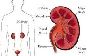 Wat zijn de oorzaken en symptomen van nierfalen?