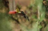 Hoe om te voorkomen dat een Hummingbird Feeder vinken