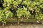How to Grow mangobomen in Texas