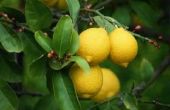 Tips om de citroenen rijpen