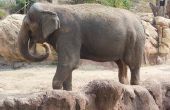 Lijst van bedreigde dieren in Kerala