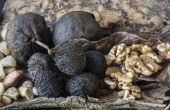 Hoe te verkopen mijn zwarte walnoten