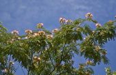 Hoe bemesten een Mimosa-boom