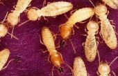 Maak termieten nesten in de bodem?