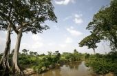 Lijst van Afrikaanse regenwoudplanten