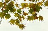 Waarom begint een esdoorn draaien kleur & verliest zijn bladeren in begin augustus?
