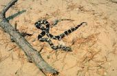 Hoe te identificeren van een zwart-wit gevlekte Snake