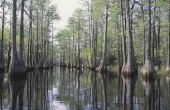 Lijst van natuurlijke hulpbronnen in Florida