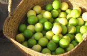 Hoe Limes om vers te houden