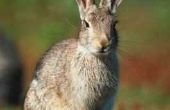 Waarom wilde konijnen doden buiten gras
