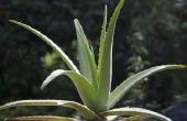 Hoe te doden Bugs op Aloe planten