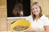 Hoe te voeden sojameel aan een paard