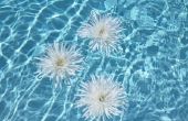 Hoe maak je drijvend bloemen voor een zwembad