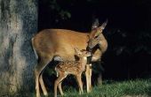 Online graadprogramma's voor wilde dieren en behoud van de bosbouw
