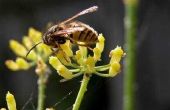 Toepassingen voor zuivere bijenwas