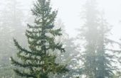 Informatie over de ziekte van groenblijvende bomen genaamd Needlecast