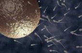 Hoe om menselijk sperma Volume te verhogen