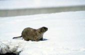 Wat gebeurt er tijdens een marmot de slaapstand?