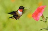 Zijn er kolibries in de noordoostelijke VS?