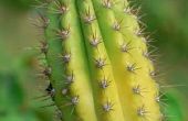 De beste verlichting voor groeiende Cactus planten binnenshuis
