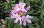 Wanneer kan ik een Rhododendron Trim