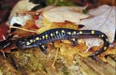 Salamanders van Georgië