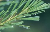 Het uitpakken van essentiële Pine Tree olie