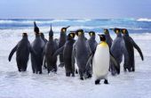 Hoe te te vieren Penguin Awareness Day