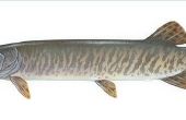 How to Hold een Muskie