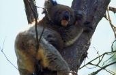 Wat zijn de vijanden van de Koala's?