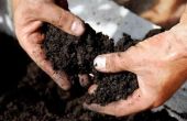 Wat Is een zure meststoffen?