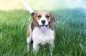 How to Train een geur-geobsedeerde Beagle
