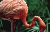 Flamingo's in het regenwoud