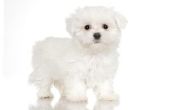How to Take Care van een Pekingese Maltese Mix pup
