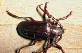 Lijst van domineert naaldhout bos insecten