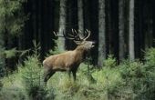 Goede Elk jacht Spots in Oregon