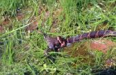 Soorten slangen in Maine