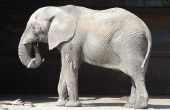 Hoe maak je een olifant armatuur
