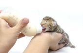 Hoe voor de verzorging van pasgeboren Kittens