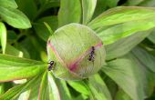 Buiten planten die mieren af te weren