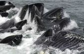 De beste tijd voor Whale Watching in Alaska