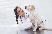 De symptomen van mestcel tumoren bij honden