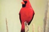 Hoe teken je een rode kardinaal vogel