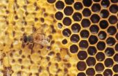 Hoe het aantrekken van honingbijen naar een korf