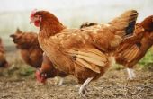 Hoeveel geld maakt de gemiddelde kip boer?