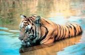 Wat doen Bengaalse tijgers dag & nacht?