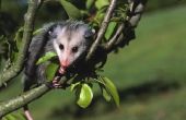 Hoe herken ik de leeftijd van een Opossum