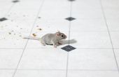 Hoe te verwijderen een dode muis in een muur