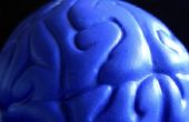 Hoe maak je een gedetailleerde menselijk brein Model uit klei