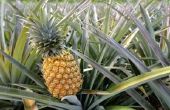 Wat Is de voedingswaarde van ananas?